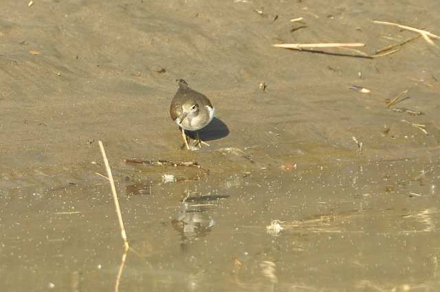 2013 02 09_7197_edited-1.jpg - COMMON SANDPIPER - THE NILE, ASWAN, EGYPT - SECOND NATURE TOUR